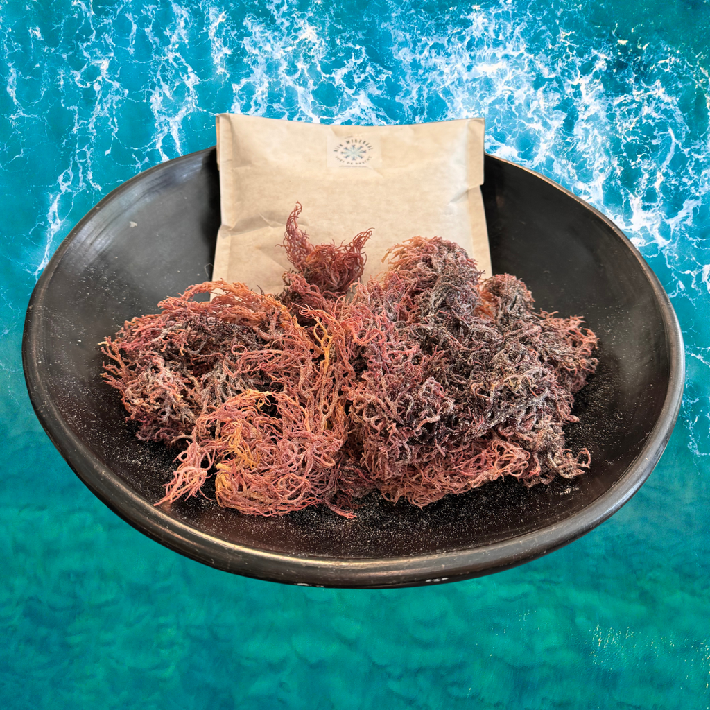 De 100% wildgeplukte, droge paarse zeemos uit St. Lucia is een uitstekende keuze voor het maken van Sea Moss Gel. Boordevol antioxidanten en mineralen, biedt het ondersteuning voor je immuunsysteem, spijsvertering en algehele vitaliteit. Paarse Zeemos | Natuurlijke energie | Gezondheid | Organisch | Biologisch | Vegan | Gluten-Free | Non GMO
