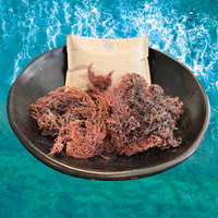De 100% wildgeplukte, droge paarse zeemos uit St. Lucia is een uitstekende keuze voor het maken van Sea Moss Gel. Boordevol antioxidanten en mineralen, biedt het ondersteuning voor je immuunsysteem, spijsvertering en algehele vitaliteit. Paarse Zeemos | Natuurlijke energie | Gezondheid | Organisch | Biologisch | Vegan | Gluten-Free | Non GMO