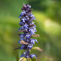 Ontdek de kracht van Turkesterone Capsules, met 10% extract van Ajuga Turkestanica voor optimale spieropbouw en sportprestaties. 300 capsules per verpakking.

